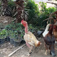 مرغ و خروس لاری جوجه ۵ ماه