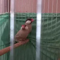 فنج نرگس جف مولد مست