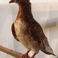 کبوتر قرمز کاکلی