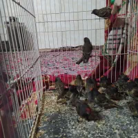 گلبسر سهره قناری