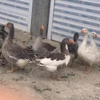 ۶عددغاز دو تا نر وچهارتا ماده