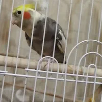 عروس هلندی گم شده