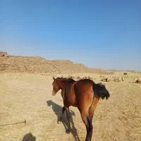 فقط زنگ‌ پیام جواب گو نیستم