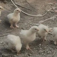 مرغ و خروس و جوجه برهما