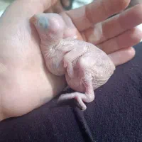 جوجه ملنگو آبی