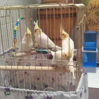 عروس هلندی