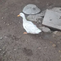 اردک تخم گذار