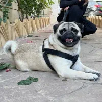 سگ، پاگ