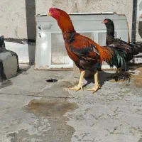 خروس لاری