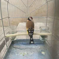 سهره دهن لر خرم آباد