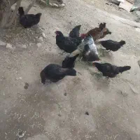 مرغ تخمی سیاه تاخچه تاقچه