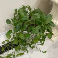 دو عدد گلدان سرامیکی پتوس