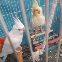 یک جفت عروس هلندی کارداده