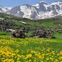 نیازمند کارگر ساده جهت چوپانی در منطقه اردبیل