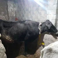 گاو آبستن ۱۰ کیلو شیر میداد