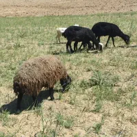 میش چاق|حیوانات مزرعه|خنجین, |دیوار