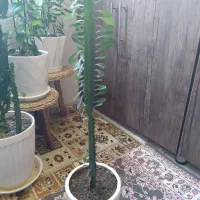 گل وگیاه
