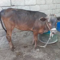 گوساله