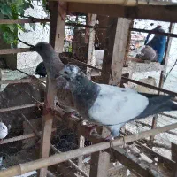 دو عدد جوجه کبوتر هیچ پر پرشی