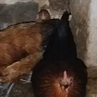 مرغ