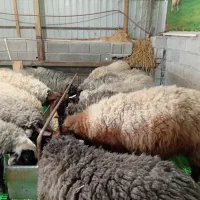 گوسفند رمانوف اصل