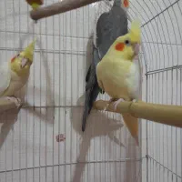 عروس هلندی