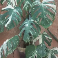 برگ انجیری ابلق
