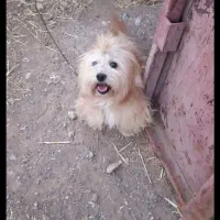 سگ کوچولو زرنگ و باهوش