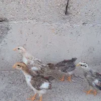 جوجه مرغ عربی