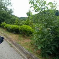 پلاستیک گلخانه شش ماه کار