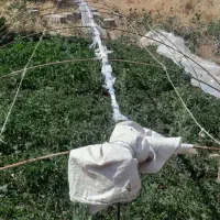 نهال گوجه،