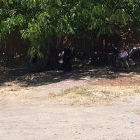 سگ ژرمن بلک
