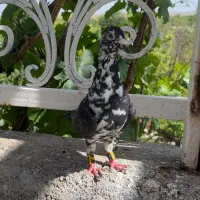 نرو‌ماده سوسکی بزک سینه سفید