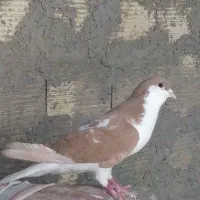 کفتر نر شیرازی