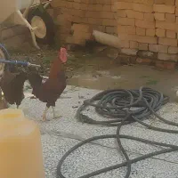 خروس محلی ، مرغ تخم گذار محلی