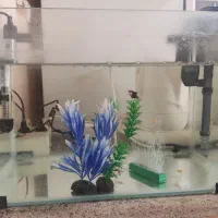 اکواریوم