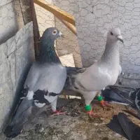 آلمانی ۶دونه