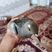 جوجه بدرنگ|پرنده|کرمان, |دیوار