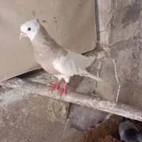 طوقی طاقی