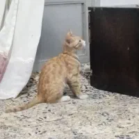 واگذاری بچه گربه dsh نارنجی رنگ