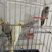 عروس هلندی فروشی