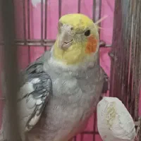 عروس هلندی نر