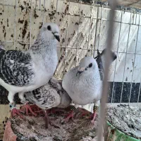 شامی سینه سفید طوق سفید موشی