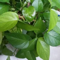 حراج گل پتوس  گلدانی و شیشه ای