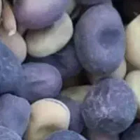 باقله  محلی