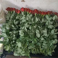 گل رز|گل و گیاه طبیعی|خمین, |دیوار
