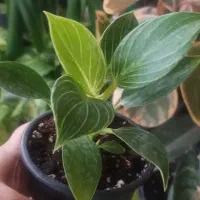 فیلودندرون