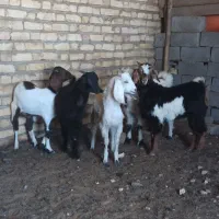 کهره نر و ماده دورگ و میش آبستن