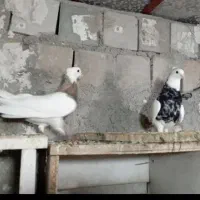 تعدادی کبوترخوب چندعددقفس سهره بزرگ تر هم موجوده