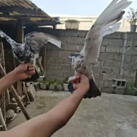 کبوتر نرهردوتانژادداره مولد